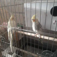 عروس هلندی(زیبا و سرحال)