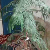 گلکاجفروشی|گل و گیاه طبیعی|زاوه, |دیوار