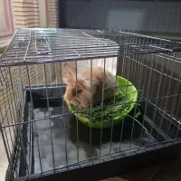 خرگوش لپ|موش و خرگوش|بروجرد, |دیوار