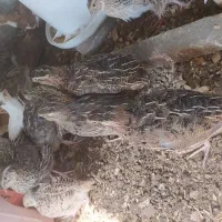 بلدر چین 5تا20روزه وبالغ