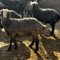 بره‌ نر‌چاق‌