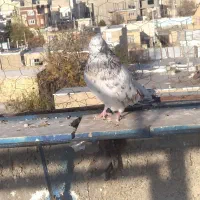 سرور نر کله پیشانی دار|پرنده|ابهر, |دیوار