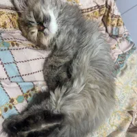 واگذاری گربه پرشین|گربه|مهاباد (آذربایجان غربی), |دیوار