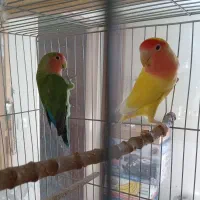 یک جفت کوتوله  برزیلی