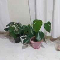 گل های برگ انجیری