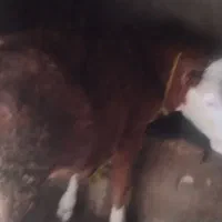 دوتا ماده سیمینتال