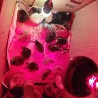 جوجه محلی 5 روزه|حیوانات مزرعه|خلیل آباد, |دیوار