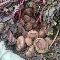 چغندرلبو|عمده‌فروشی|دشتابی, |دیوار