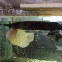 ماهی گار الیگیتور 70 سانتی سالم