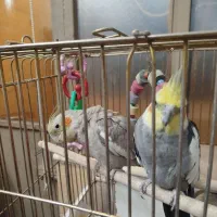 نر و ماده جوجه داده|پرنده|مشهد, انقلاب|دیوار