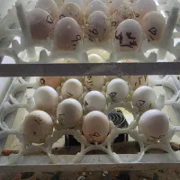 تخم مرغ نطفه دار