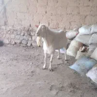 بز سانن
