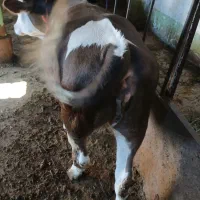 گوساله سمینتال پای پروار