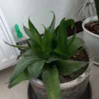 ۴ عدد گل همه باهم