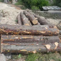 قطع وهرس درخت با اره موتور، فروش چوب گردو|خدمات باغبانی و درختکاری|چالوس, |دیوار