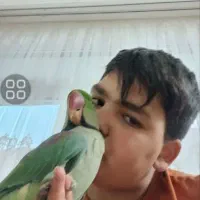 شاه طوطی نر سخنگو|پرنده|کرج, کلاک بالا|دیوار