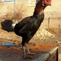 لاری ۳ دانگ