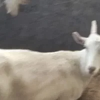 نربز سانن 9 ماهه|حیوانات مزرعه|بردسیر, |دیوار