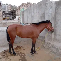 مادیان اصیل کرد|اسب و تجهیزات اسب‌سواری|خرم‌آباد, |دیوار