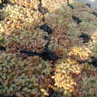 انگورسرخ کیلویی ۶۰ درجه یک مخصوص سرکه ای