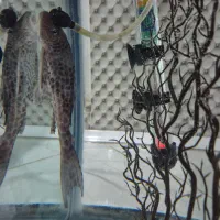 آکواریوم کامل دلسا همراه با ماهی|ماهی|فردیس, شهرک وحدت|دیوار