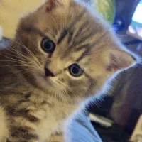 واگذاری گربه اسکاتیش