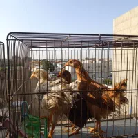 یک گله کوچک چند ماه تا تخم گذاری فاصله دارند.
