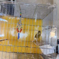 قنار نر مست سفت خون اماده جفت زدن|پرنده|تهران, جنتآباد مرکزی|دیوار