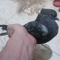 کبوتر معاوضه با فنچ یا مرغ عشق