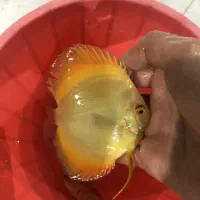 دیسکس|ماهی|اصفهان, میرعماد|دیوار