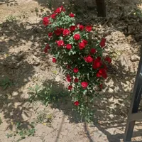 فروش باغ۵۰۰متری  ۱ خوابه در باغ زیاردرختان میوه|فروش خانه و ویلا|اصفهان, باغ زیار|دیوار