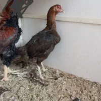 مرغ و خروس لاری|حیوانات مزرعه|ری, علایین|دیوار