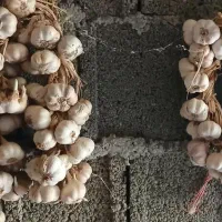 سیر محلی سالم