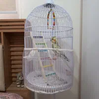 طوطی عروس هلندی