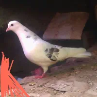 زاغ دم سفید|پرنده|دلیجان, |دیوار