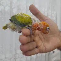 کوتوله عروس هلندی طوطی ملنگو قناری|پرنده|مشهد, خواجه ربیع|دیوار