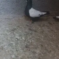 کبوتر|پرنده|تایباد, |دیوار