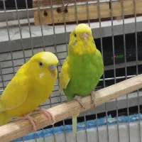 با سلام فروش یه جفت مرغ عشق بعلت کمبود جا