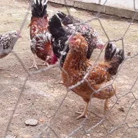 تخم مرغ گلین ۷رنگ خالدار اصیل|حیوانات مزرعه|آمل, |دیوار