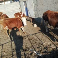 فروش گاو|حیوانات مزرعه|محمدیار, |دیوار