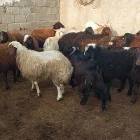 بره چاق افشاری