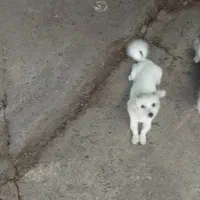 سگ نژاداشپیتس