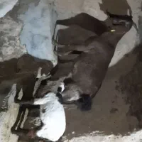 بز دو قلوزا