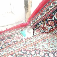 طوطی برزیلی