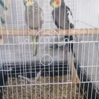 پرنده|پرنده|نجف‌آباد, ویلاشهر|دیوار