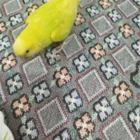 مرغ عشق|پرنده|اشترینان, |دیوار