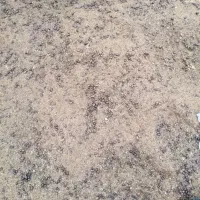 کود گوسفندی