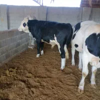 دو راس گوساله سیمینتال|حیوانات مزرعه|کازرون, |دیوار