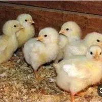 کارگر مرغداری