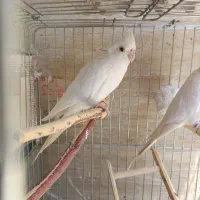 عروس هلندی آلبینو ماده